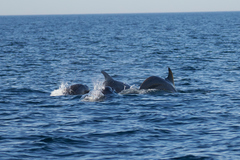 Tursiops truncatus ponticus
