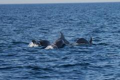 Tursiops truncatus ponticus