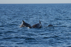 Tursiops truncatus ponticus