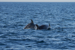 Tursiops truncatus ponticus