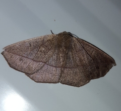 Psilocerea monochroma