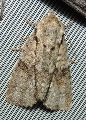 Turnerinycta phaeocosma