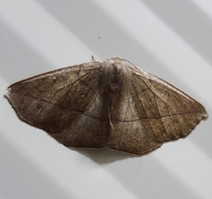 Psilocerea monochroma