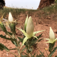 Mentzelia laevicaulis parviflora