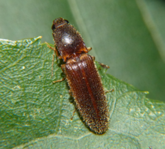 Athous cucullatus