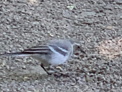 Motacilla alba