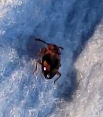 Phymaphora pulchella