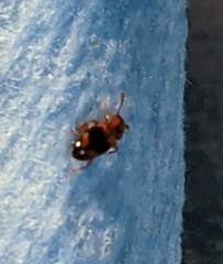 Phymaphora pulchella