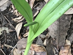 Albuca bracteata