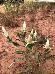 Mentzelia laevicaulis parviflora