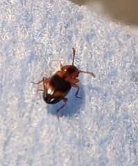 Phymaphora pulchella