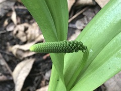 Albuca bracteata