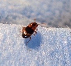 Phymaphora pulchella