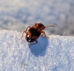 Phymaphora pulchella