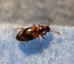 Phymaphora pulchella