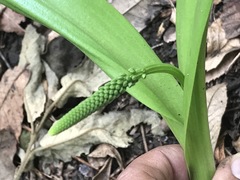 Albuca bracteata