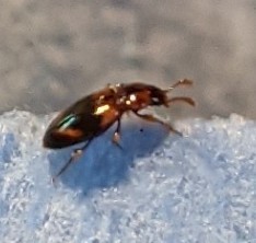 Phymaphora pulchella