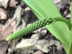 Albuca bracteata