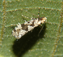 Scardiinae