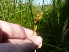Carex scoparia image