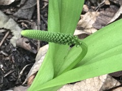 Albuca bracteata