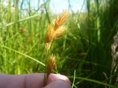 Carex scoparia image