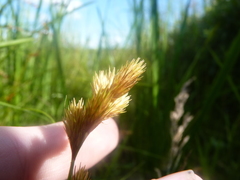 Carex scoparia image