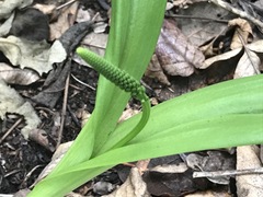 Albuca bracteata