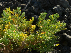 Tetraena fontanesii image