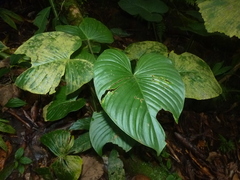 Philodendron grandipes