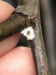 Phenacoccus dearnessi