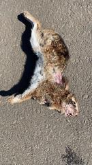 Sylvilagus brasiliensis