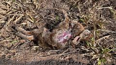 Sylvilagus brasiliensis