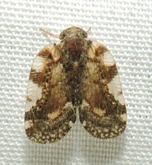 Aprivesa exuta