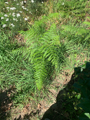 Pteridium aquilinum