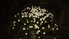 Paepalanthus chiquitensis