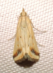 Achyra massalis