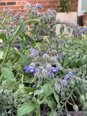 Borago