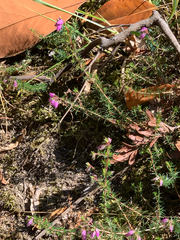 Erica cinerea