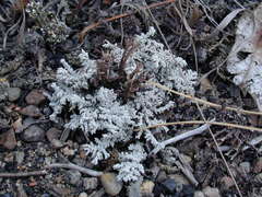 Stereocaulon saxatile