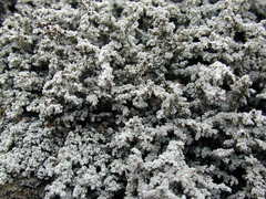 Stereocaulon saxatile