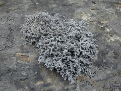 Stereocaulon saxatile