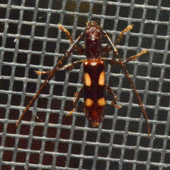 Heterachthes quadrimaculatus