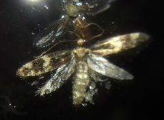 Lepidoptera