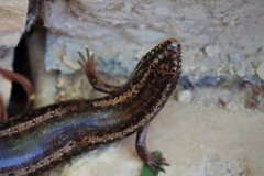 Chalcides ocellatus tiligugu