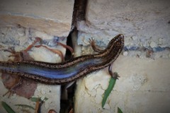 Chalcides ocellatus tiligugu