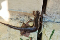 Chalcides ocellatus tiligugu
