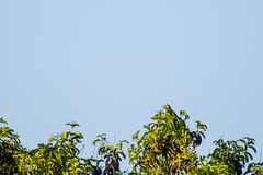 Alipiopsitta xanthops