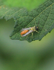 Psenulus continentis