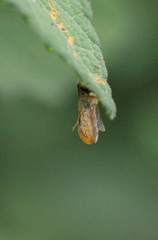 Psenulus continentis